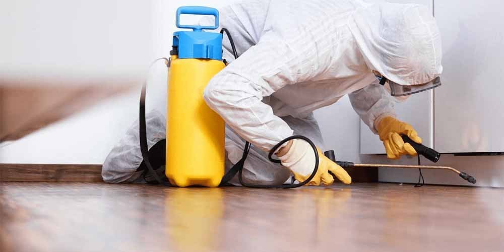 Pest Control in Lahore